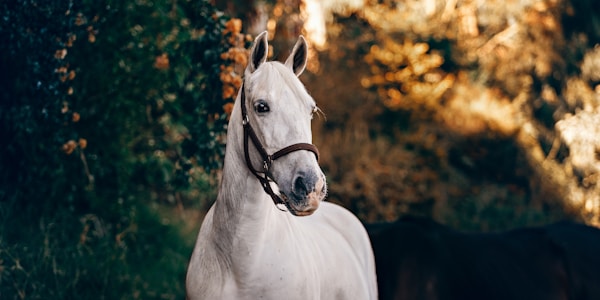 Lexington equine veterinary practice with horses
